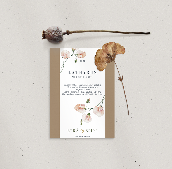 Lathyrus ‘Mammoth White’