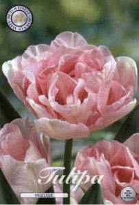 Tulipan ‘Angelique’ – 7 blomsterløk