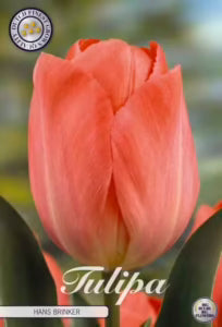 Tulipan ‘Hans Brinker’ – 10 blomsterløk