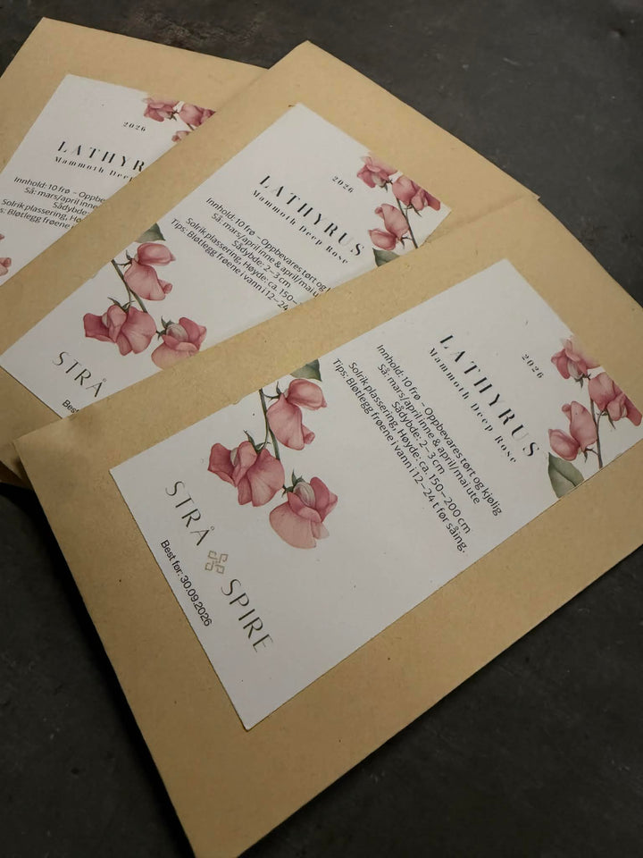 Lathyrus ‘Mammoth Deep Rose’