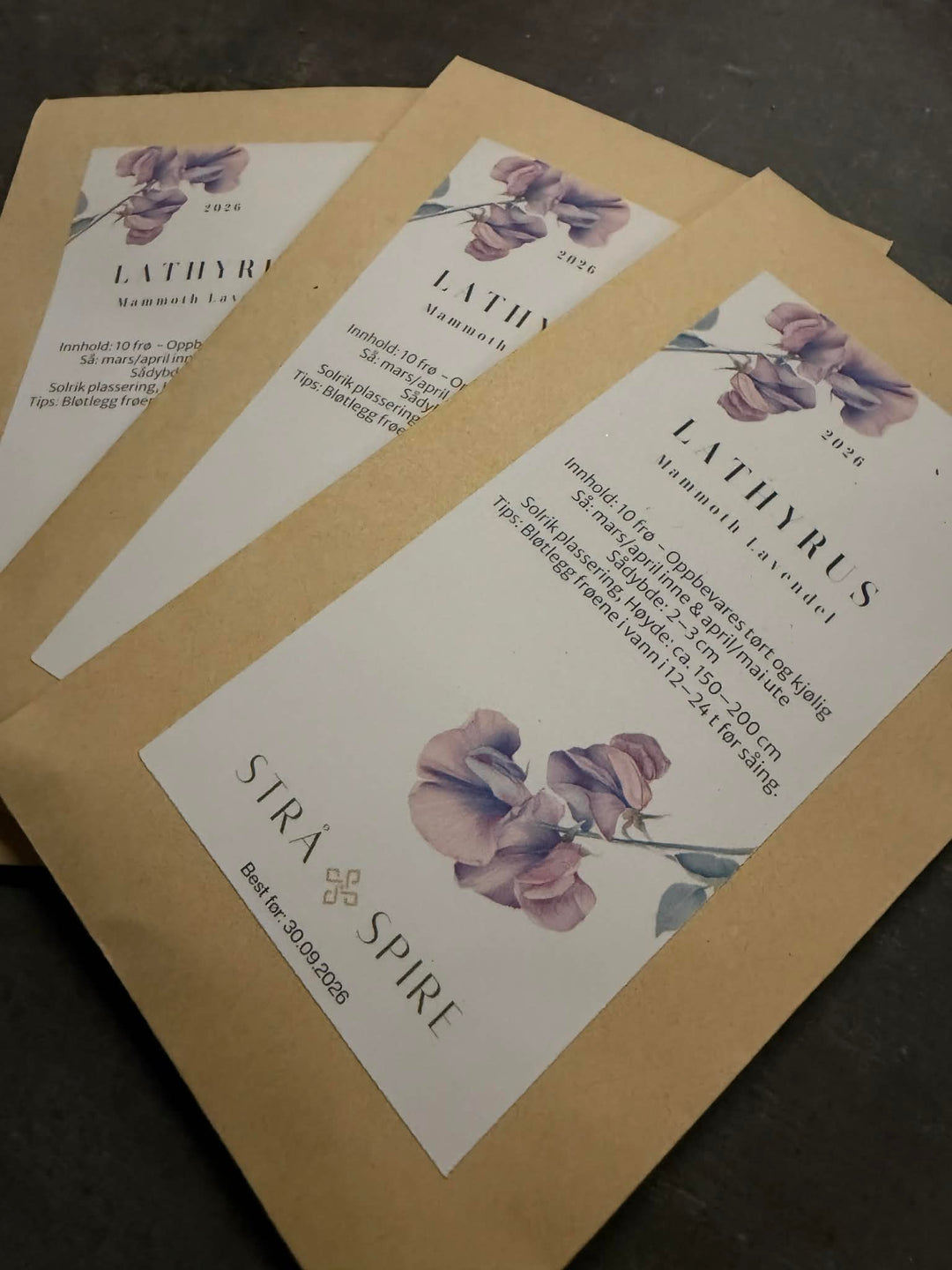 Lathyrus ‘Mammoth Lavender’