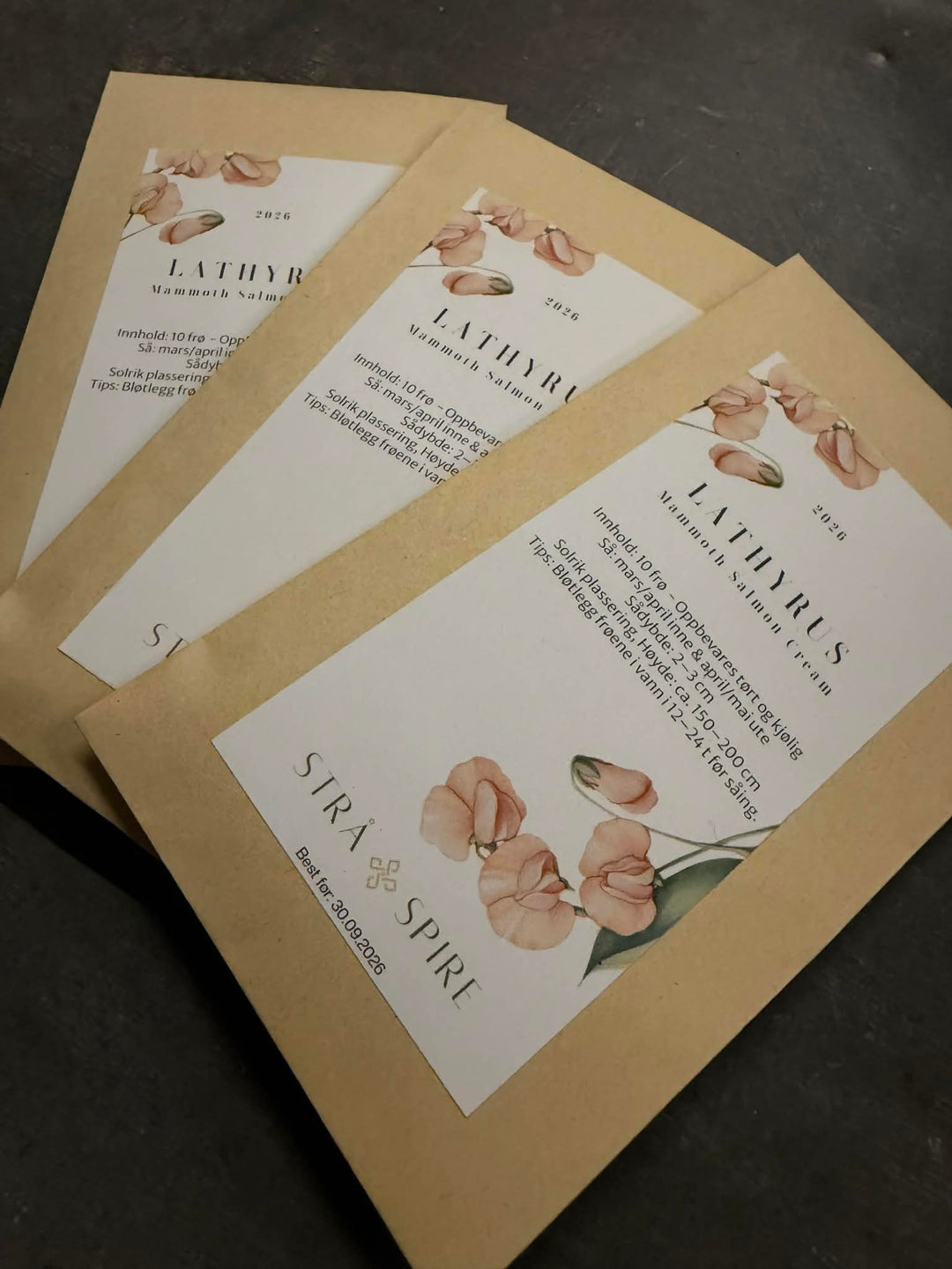 Lathyrus ‘Mammoth Salmon Cream’