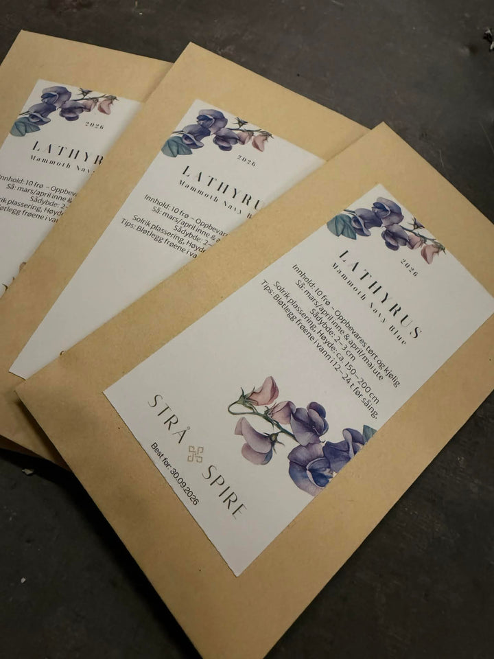 Lathyrus ‘Mammoth Navy Blue’