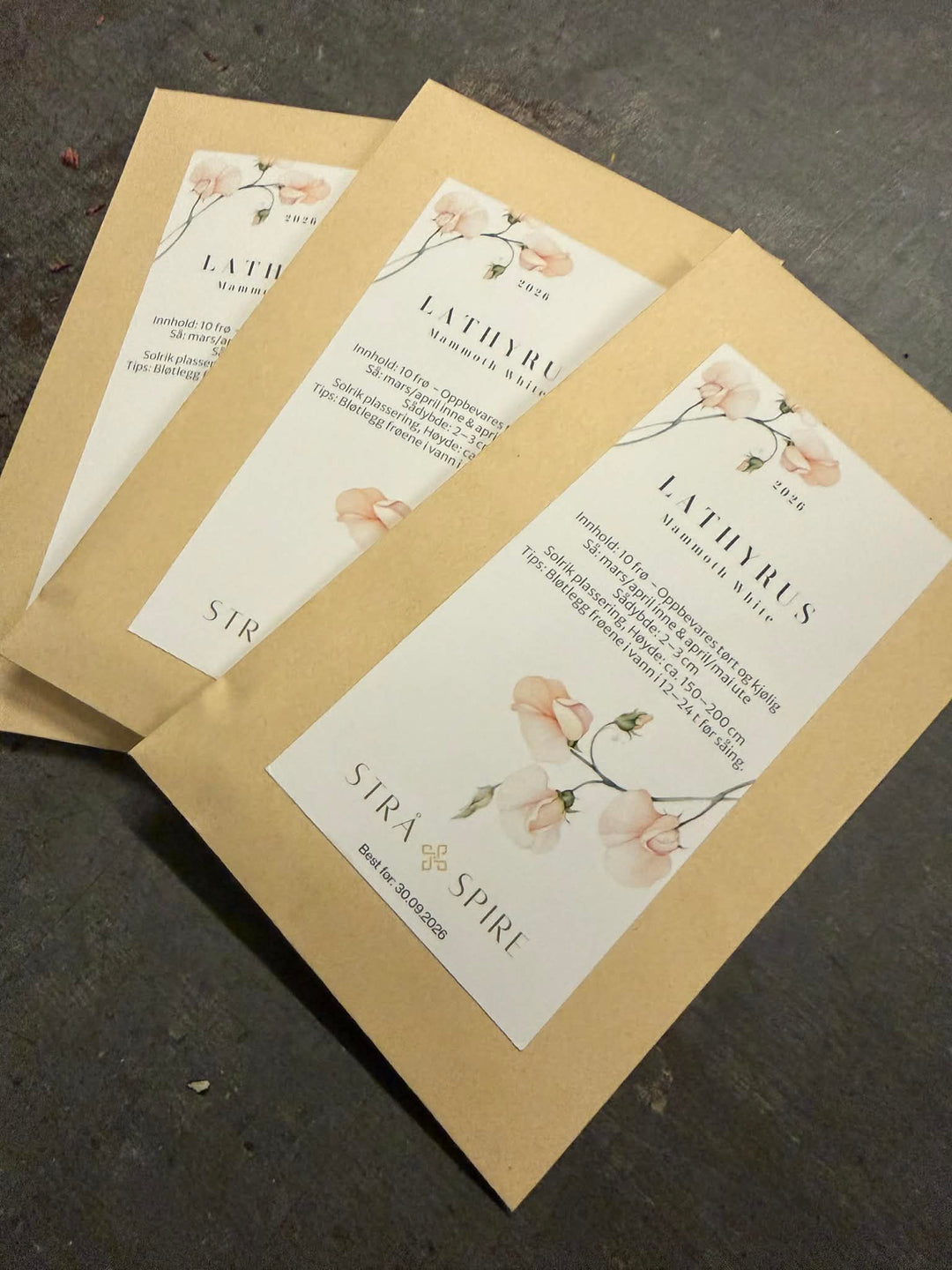 Lathyrus ‘Mammoth White’