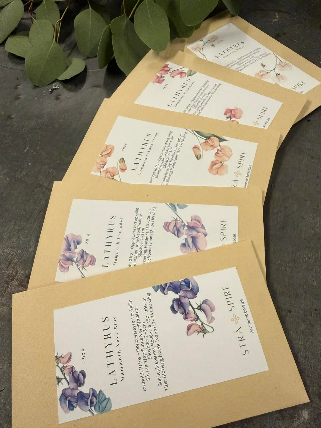 Lathyrus ‘Mammoth Navy Blue’