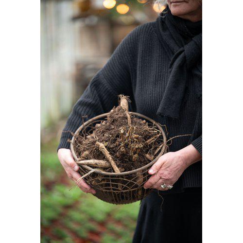 Emelia Kurv – Stor