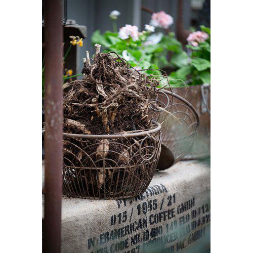 Emelia Kurv – Stor