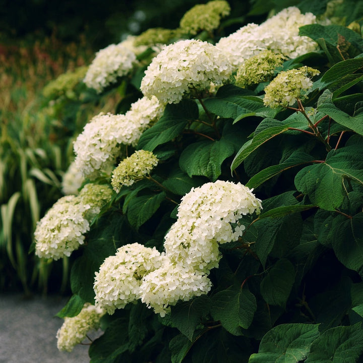 Hydrangea ‘Annabelle’