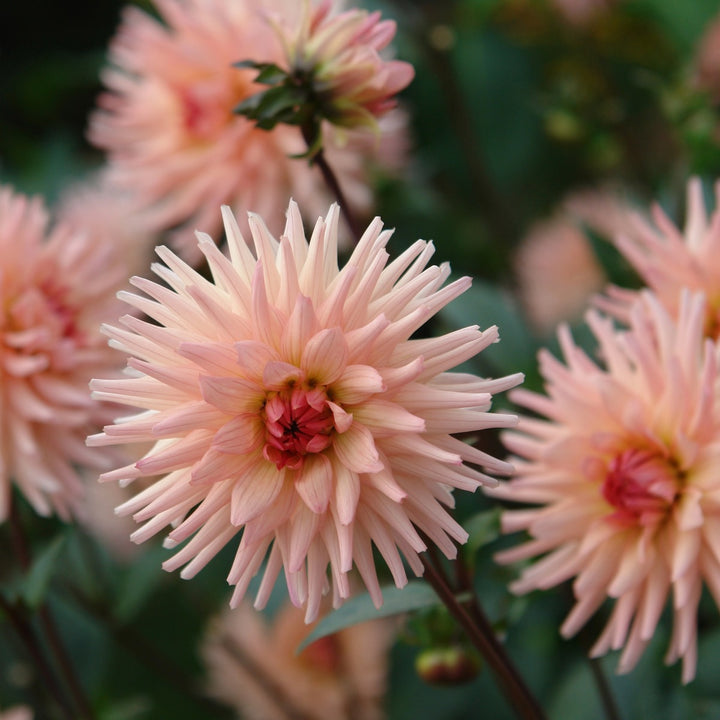 FORHÅNDSBESTILL - Dahlia ‘Cactus Preference’