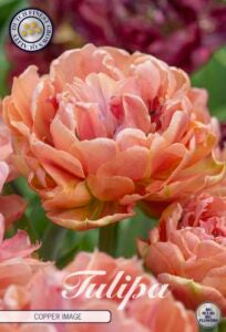 Tulipan ‘Copper Image’ – 5 blomsterløk