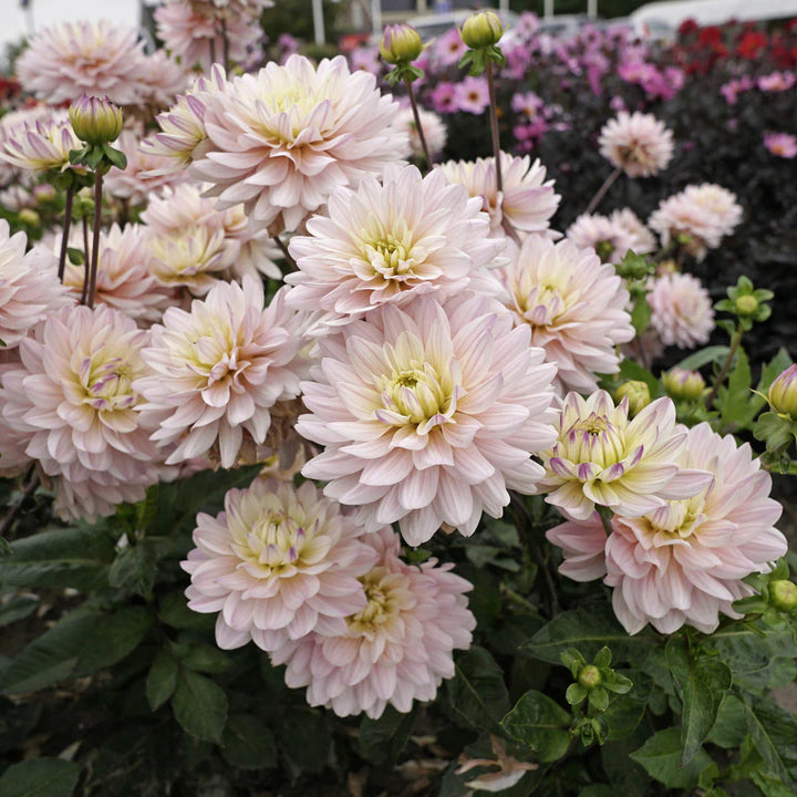 FORHÅNDSBESTILL - Dahlia ‘Diana’s Memory’