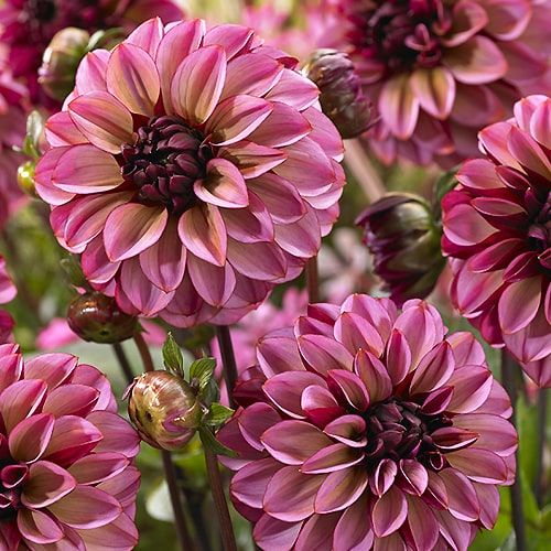 FORHÅNDSBESTILL - Dahlia Senior’s Hope