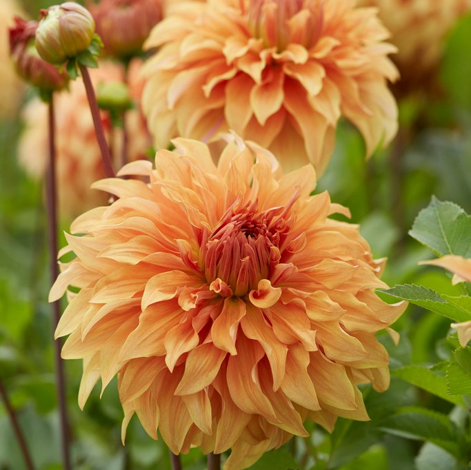 FORHÅNDSBESTILL - Dahlia ‘Great Hercules’