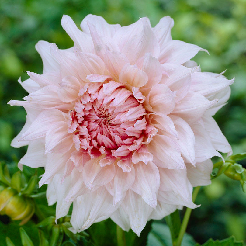 FORHÅNDSBESTILL - Dahlia ‘Shiloh Noelle’