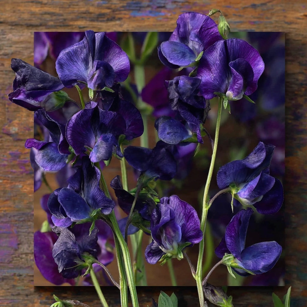 Limited Edition – Lathyrus Frøkolleksjon