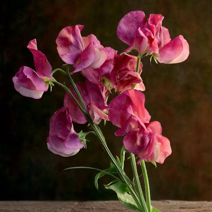 Limited Edition – Lathyrus Frøkolleksjon