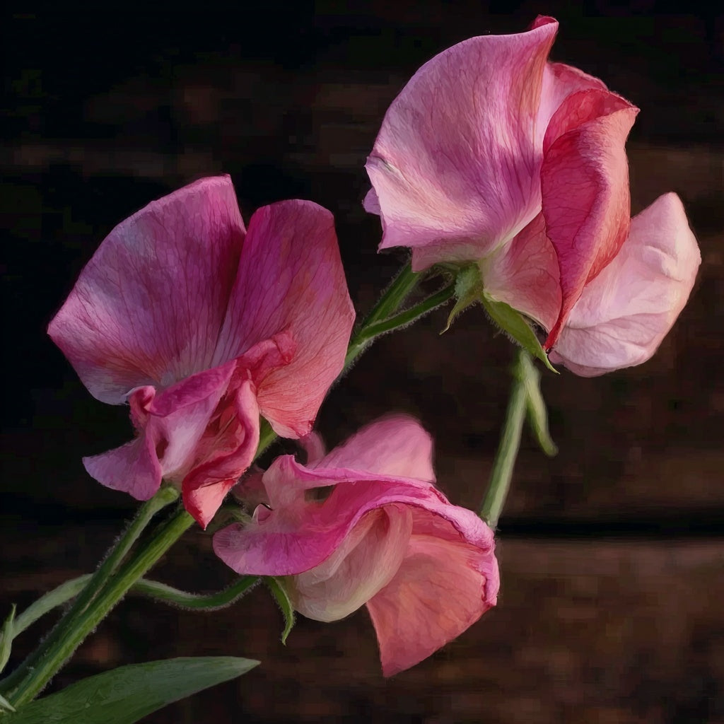 Erteblomst ‘Mammoth Deep Rose’