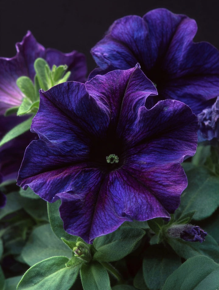 Petunia ‘Limbo Blue’