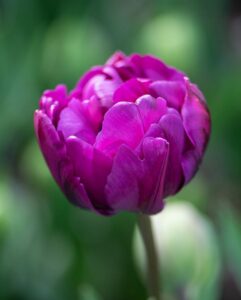 Tulipan ‘Negrita Double’ – 7 blomsterløk