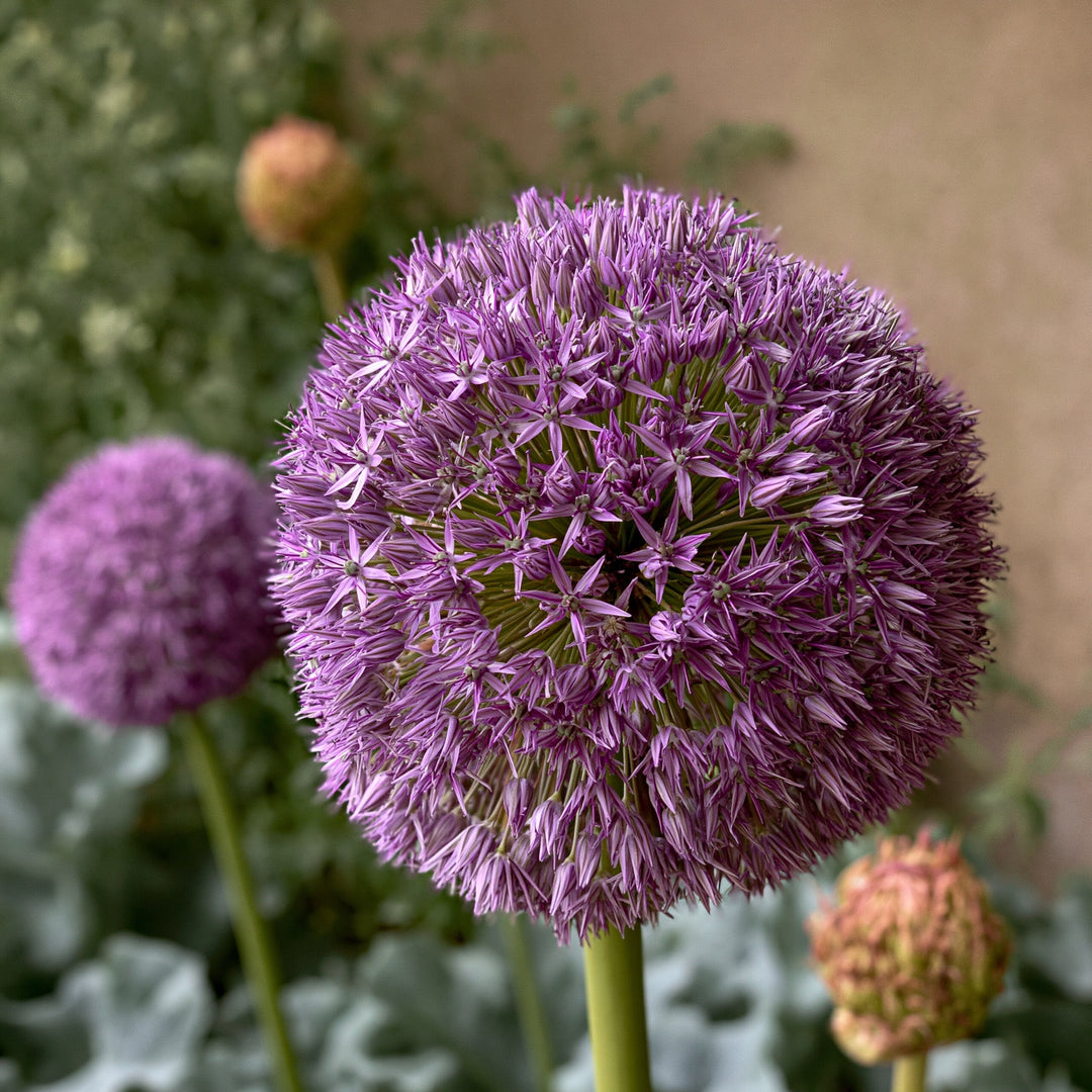 Forhåndsbestilling Allium 'Globemaster' – 1 premium blomsterløk