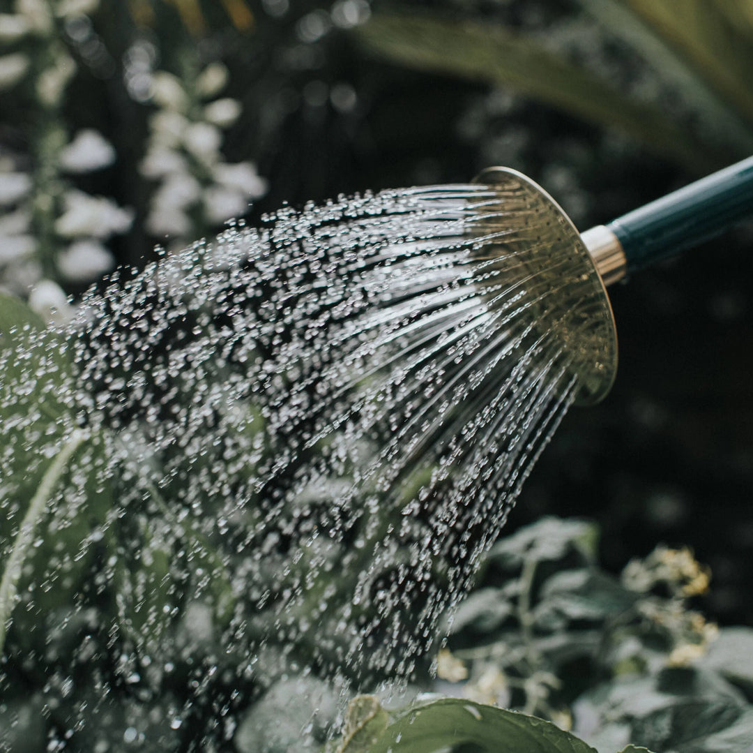 The Bearwood Brook - Grønn