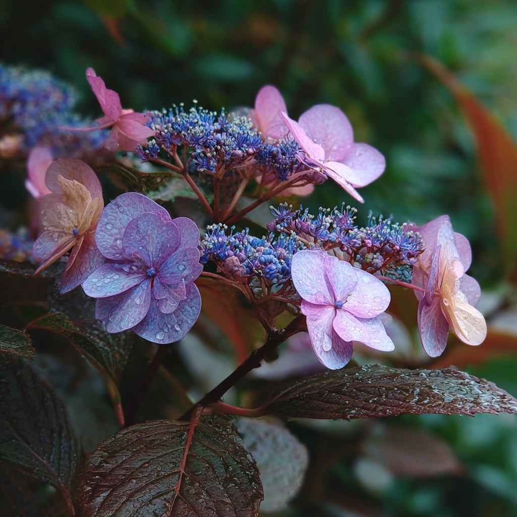 FORHÅNDSBESTILL - Hydrangea ‘Hot Chocolate’