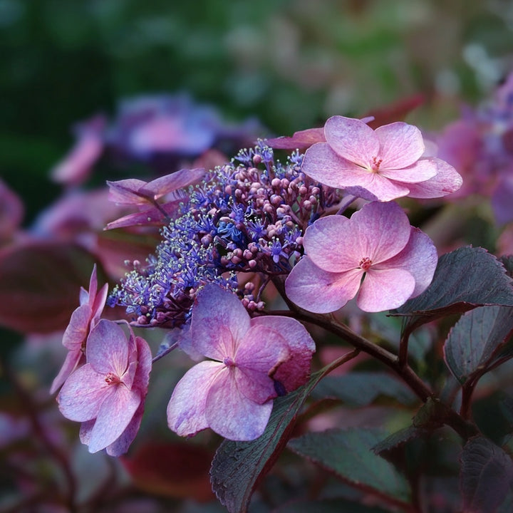 FORHÅNDSBESTILL - Hydrangea ‘Hot Chocolate’