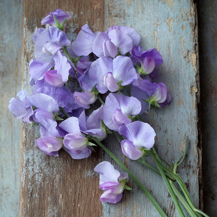 Erteblomst ‘Mammoth Lavender’