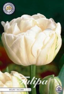Tulipan ‘Mount Tacoma’ – 7 blomsterløk