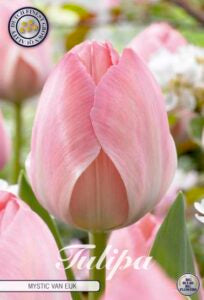 Tulipan ‘Mystic van Eijk’ – 10 blomsterløk