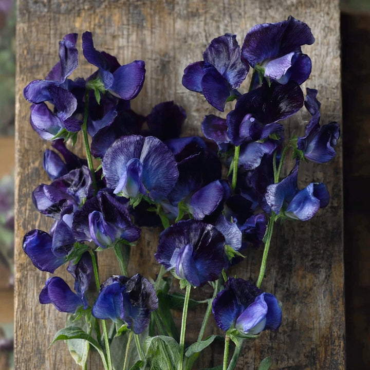 Erteblomst ‘Mammoth Navy Blue’