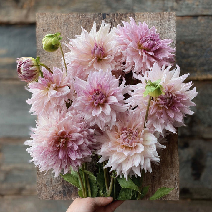 Dahlia ‘Shiloh Noelle’