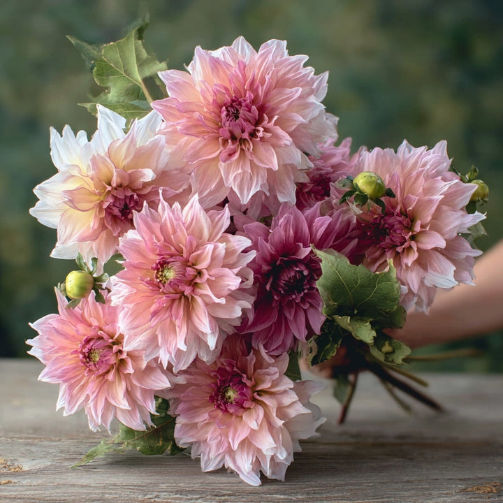 Dahlia ‘Shiloh Noelle’