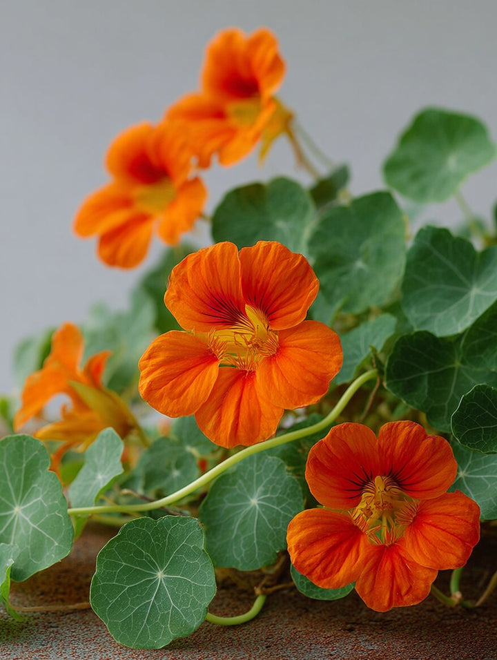 Blomkarse ‘Baby Orange’