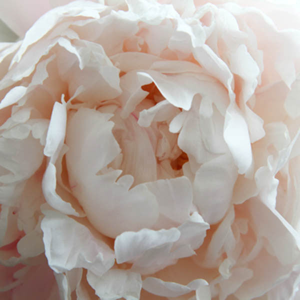 FORHÅNDSBESTILL - Paeonia Shirley Temple