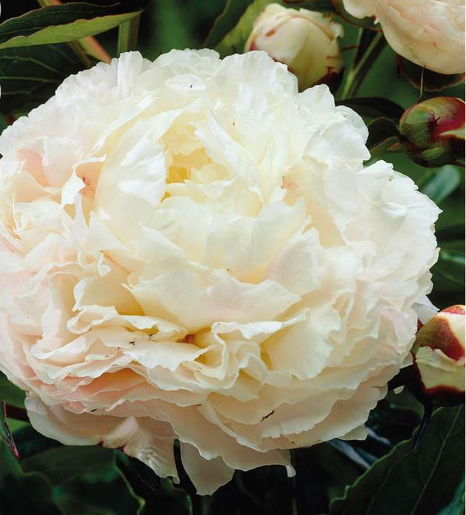 FORHÅNDSBESTILL - Paeonia Shirley Temple