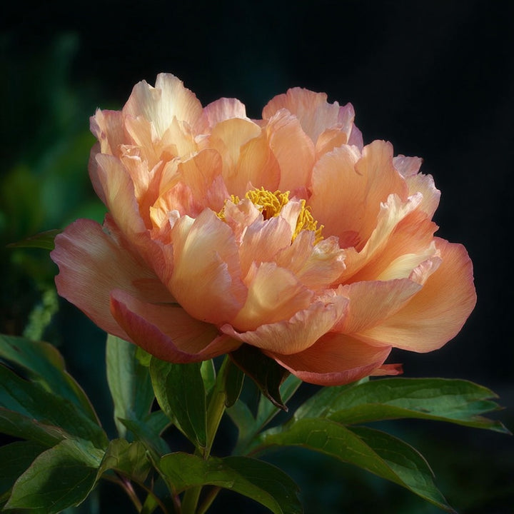 FORHÅNDSBESTILL - Paeonia Itoh ‘Canary Brilliant’