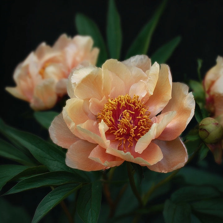FORHÅNDSBESTILL - Paeonia Itoh ‘Canary Brilliant’