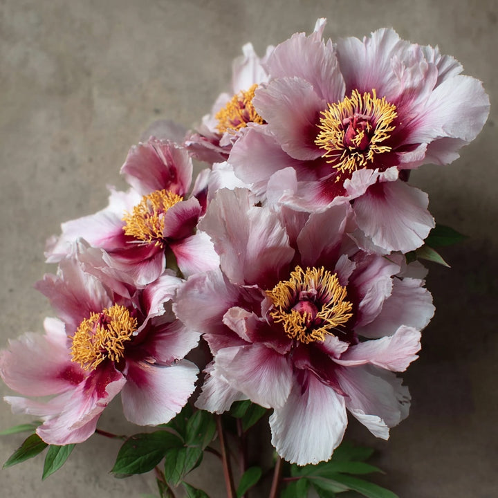 Paeonia Itoh ‘Cora Louise’