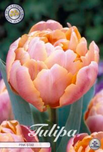 Tulipan ‘Double Pink Star’ – 7 blomsterløk