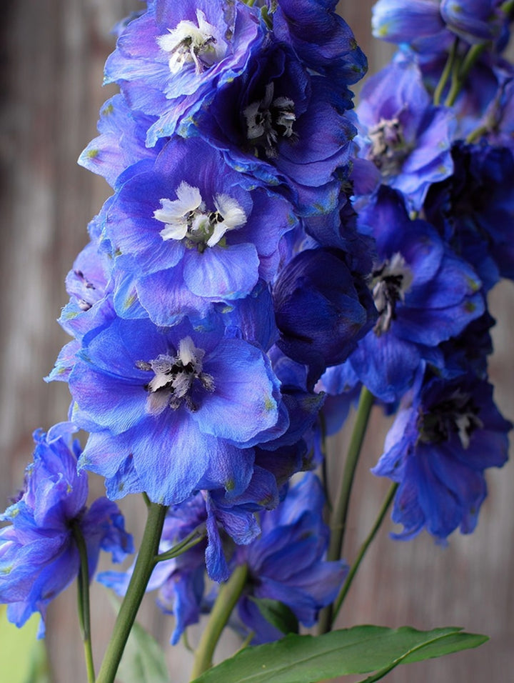 Ridderspore ‘Guardian Blue’