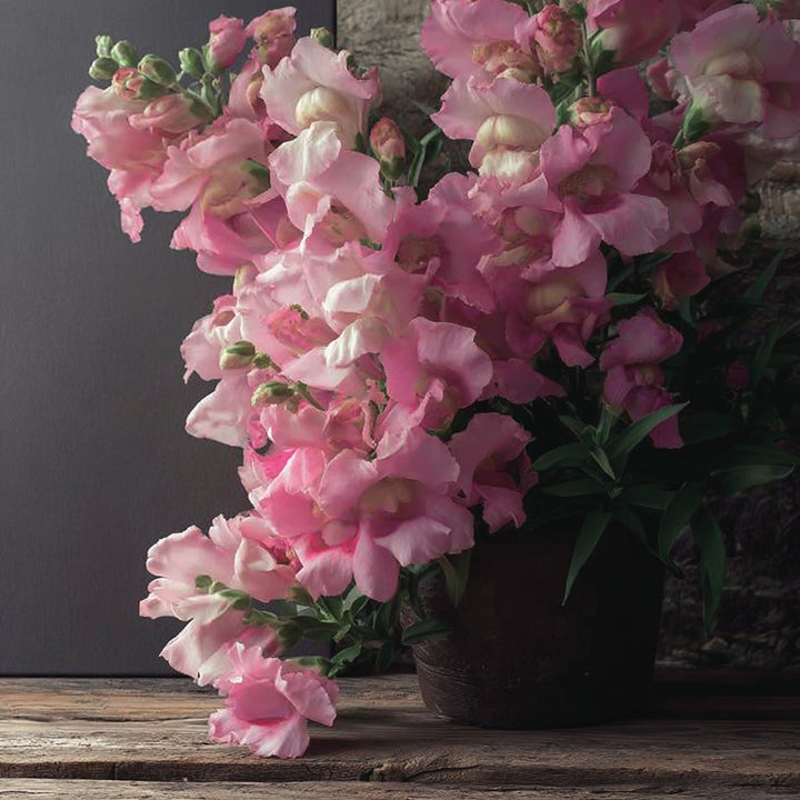 Løvemunn ‘Twinny Rose’