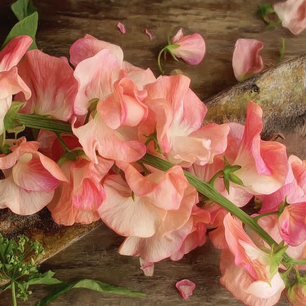 Erteblomst ‘Mammoth Salmon Cream’