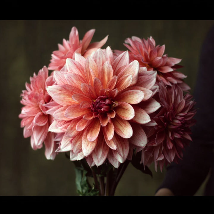 FORHÅNDSBESTILL - Dahlia Senior’s Hope