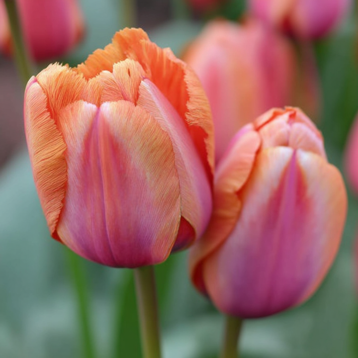 Forhåndsbestilling Tulipan 'Apricot Impression' – 5 blomsterløk