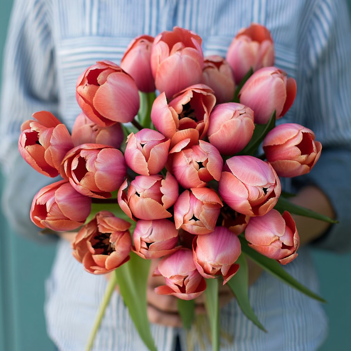 Forhåndsbestilling Tulipan 'Apricot Impression' – 5 blomsterløk