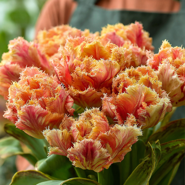 Forhåndsbestilling Tulipan 'Brisbane' – 5 blomsterløk