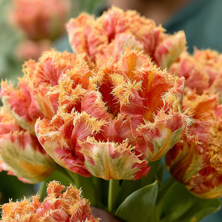 Forhåndsbestilling Tulipan 'Brisbane' – 5 blomsterløk