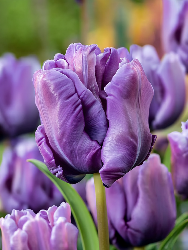 Forhåndsbestilling Tulipan ‘Blue Parrot’  – 5 blomsterløk