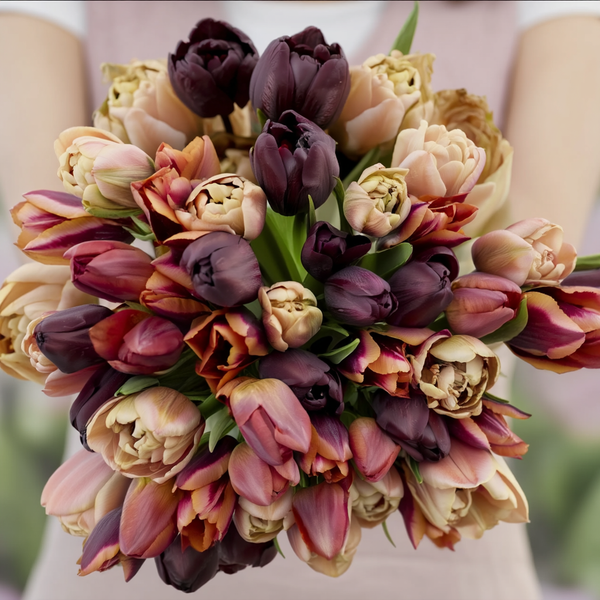 Forhåndsbestilling Ekslusiv Tulipanblanding 'Maison No. 1'